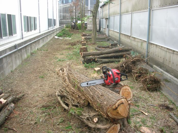 伐採作業の様子